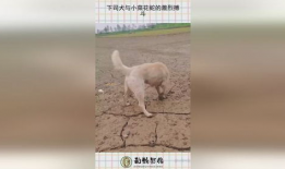 下司犬打架视频,下司犬激烈打斗场面揭秘